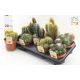 CACTUS GEM *9