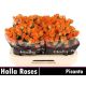 R TR PICANTO 60CM
