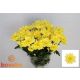 CHR T  S. BALTICA YELLOW