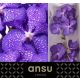 VANDA KAN MAG BLUE