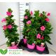 MANDE RIO PINK AKCIO