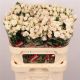 R TR ROYAL PORCELINA 80CM