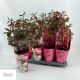 PAEONIA GEM
