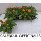 CALENDUL OFFICINALIS