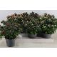 RHODO SI GEM