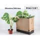 MONSTERA DEL VARIEGA AKCIO