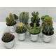 CACTUS GEM ZINK KASPÓS