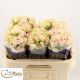 R TR SWEET GISELLE! 60CM