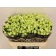 R TR GREEN GLOW 70CM