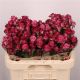 R TR PURPLE QUEEN 60CM