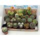 CACTUS GEM *24 DOBOZOS