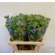 OXY TAN PUR BLU 60CM