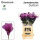 ZANT DURBAN 65CM