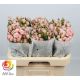 R TR SWEET PORCELINA 60CM