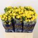R TR GOLDEN BLOSSOMS 60CM