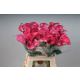 ZANT CAPT ROMANCE 65CM