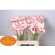 ZANT PINK DESIGN 60CM