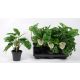 MONSTERA OBLIQUA