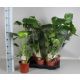 MONSTERA DELICIOSA