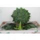 ZO ARALIA MID