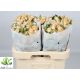 R TR TRINITY 60CM