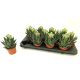 ALOE TIKI TAHI