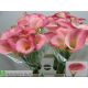 ZANT CANDY DREAM 65CM