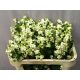 SYMPHO MAG LEMO LIME