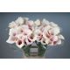 ZANT CAPT ROSETTE 80CM