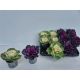 BRASSICA OLERACEA