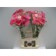 ZANT CAPT ROMANCE 70CM