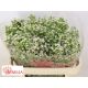 CHAME UN PEARL BUTTO 70CM