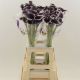 ZANT  DUBAI NIGHTS 70CM